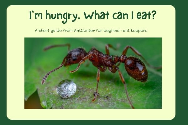 Ants